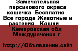 Замечательная персикового окраса кошечка. Бесплатно - Все города Животные и растения » Кошки   . Кемеровская обл.,Междуреченск г.